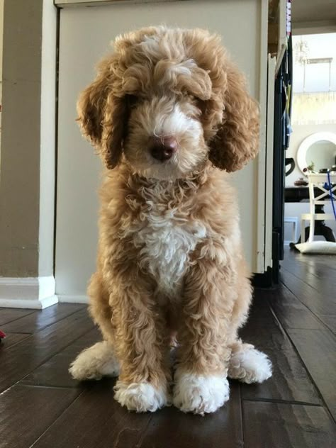 Labradoodle Goldendoodle, Australian Labradoodle, Cute Little Puppies, Doodle Dog, Happy Puppy, Pretty Animals, Cute Dogs And Puppies, Little Puppies, Labradoodle