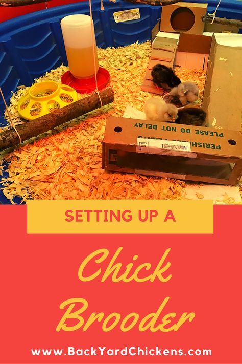 Kiddie Pool Brooder, Chick Perch Diy, Dog Crate Brooder, Chick Brooder Toys, Chick Brooder Setup, Chick Brooder Ideas, General Chicken, Mess Food, Chick Brooder