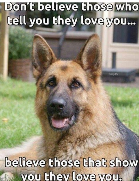 Shepherd Quotes, German Shepherd Quotes, Dogs Quotes, German Shepherd Funny, K9 Unit, Quotes Humor, Dog Quotes Funny, Fur Mom, Yorkshire Terrier Puppies