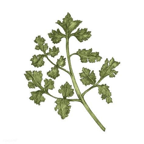 Illustration of fresh parsley vector | premium image by rawpixel.com Parsley Illustration, Cafe Exterior, Free Illustration Images, Hand Images, Poster Pictures, Polymer Clay Charms, Download Free Images, Medicinal Plants, Fresh Parsley