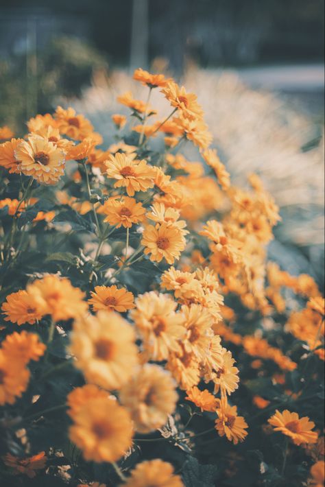 Joy Background, Enjoy Aesthetic, Joyful Aesthetic, Nature Aesthetic Wallpaper, Joy Aesthetic, Life Vibes, Photographer Instagram, Fleur Orange, Radiate Positivity