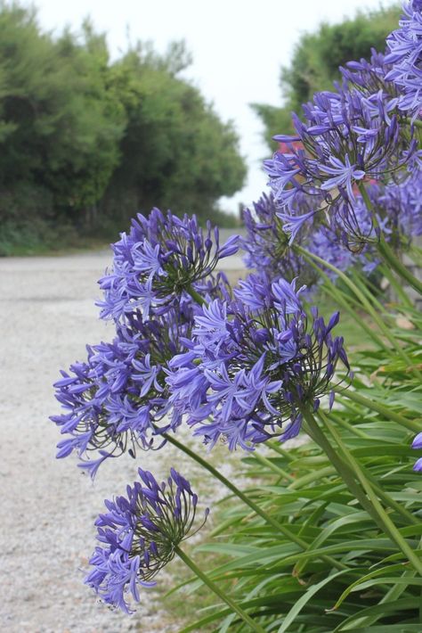 Michigan Backyard, Agapanthus Plant, Lily Of The Nile, Mass Planting, Hotel Landscape, Outdoor Renovation, Blue Lily, Easy Landscaping, Purple Garden