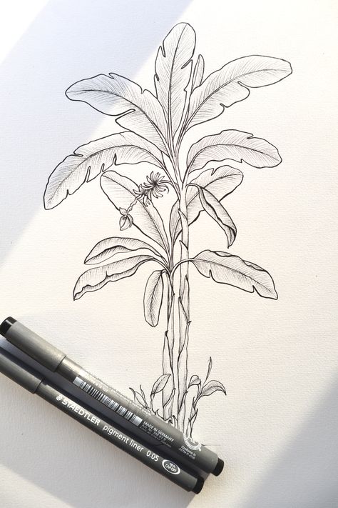 Banana Tree Sketch, Banana Plant Tattoo, Plumeria Sketch, Banana Tree Tattoo, Banana Leaf Tattoo, Banana Tree Drawing, Line Art Palm Tree, Line Drawing Artists, Banana Tattoo