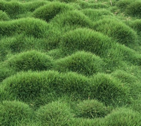 Fun texture Zoysia Tenuifolia, Container Gardening Shade, Zoysia Grass, No Mow Grass, Mexican Garden, Lawn Alternatives, Buy Plants Online, Grass Type, Grasses Landscaping