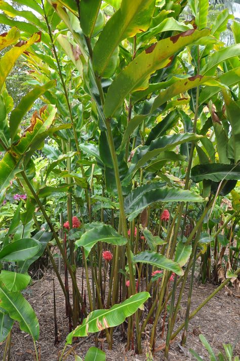 Etlingera elatior 'Red Torch' | Bamboo Land Nursery QLD Australia Water Lilly Aesthetic, Torch Ginger Plant, Lilly Aesthetic, Lilly Flower Drawing, Etlingera Elatior, Flower Lilly, Torch Ginger Flower, Ginger Plants, Red Lily Flower