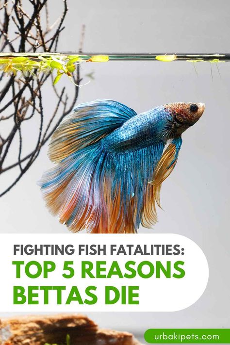 Unique Beta Bowl, Beta Fish Ecosystem, Betta Fish With Other Fish, Rainbow Beta Fish, Peace Lily And Beta Fish, Betta Fish With Plant, Bamboo Beta Fish Tank, Betta Fish Tank Decor Ideas, How To Clean Betta Fish Tank