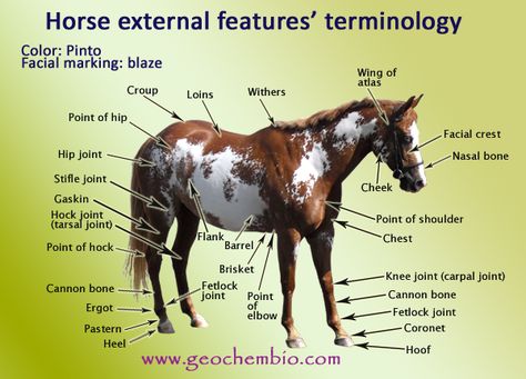 Horse External Features' Terminology Horse Terminology, Horseback Riding Tips, Horse Information, Riding Tips, Horse Anatomy, Study Board, Horse Diy, Horse Health, Horse Life