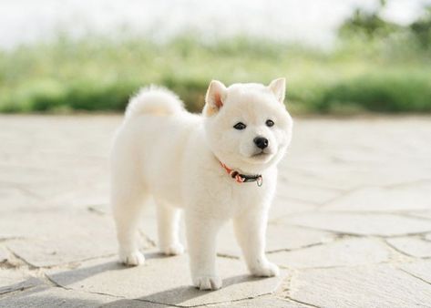 Shiba Inu Puppy White, White Shiba Inu Dog, Japanese Dog Breeds, Animal Hugs, Akita Puppies, Shiba Puppy, White Puppy, Japanese Dogs, Shiba Inu Puppy