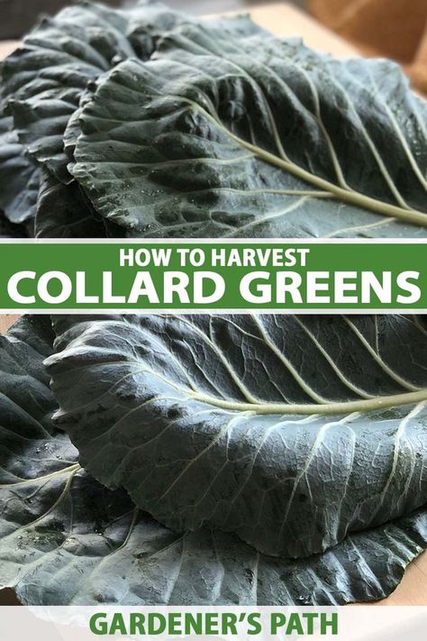 Get the best flavor and texture from homegrown collards when you harvest on the correct schedule. We explain how to pick the sweetest, freshest leaves before the plants bolt in the heat, and instructions for picking baby or full-size leaves as well. Learn more on Gardener's Path. #collardgreens #harvest #gardenerspath Harvesting Kale, Farm Crops, House Garden Design, Backyard Aesthetic, Backyard Vegetable Garden, Herbs Growing, House Garden Ideas, Tools For Gardening, Farm Projects