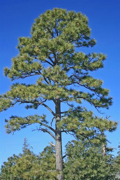 Ponderosa Pine Tree, Pine Tree Painting, University Of Idaho, Ponderosa Pine, Tree Photo, Amazing Nature Photos, Plant List, Evergreen Trees, Pine Trees