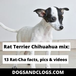 Rat Terrier Chihuahua Mix: 13 Rat-Cha Facts, Pics & Videos Chihuahua Rat Terrier Mix Dogs, Rat Terrier Chihuahua Mix Dogs, Chihuahua Terrier Mix Dogs, Rat Terrier Mix, Baby Rats, Rat Terrier, Leash Training, Rat Terriers, Human Food