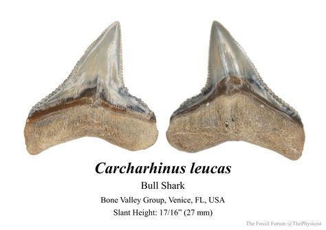 Bull shark tooth (3) - Members Gallery - The Fossil Forum Bull Shark, Shark Tooth, Shark Teeth, Artifacts, Fossil, Ankle Boot, Gemstones, Crystals, Boots