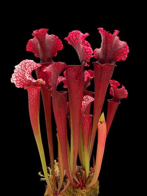 These otherworldly, carnivorous beauties are also fascinating and fun to grow. Carnivorous Pitcher Plant, Insectivorous Plant, Pitcher Plants, Bog Plants, Alien Plants, Bog Garden, Plants For Home, Weird Plants, Plantas Vs Zombies