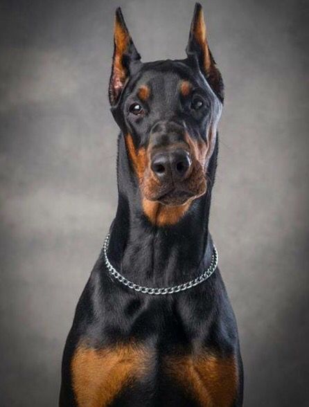 Doberman Doberman Front View, Perro Doberman Pinscher, Dog Cute Aesthetic, Black And Tan Terrier, Doberman Puppies For Sale, Dogs Doberman, Dog Doberman, Doberman Puppies, Regard Animal