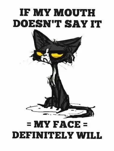 Funny Cat Quotes Hilarious, Cracker Quotes, Medische Humor, Animals With Captions, Snarky Sayings, Hilarious Captions, Funny Cat Quotes, Cranky Cat, Grumpy Cats