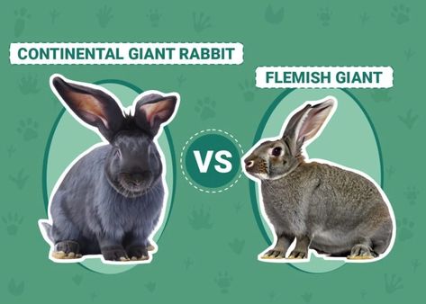 Continental Giant Rabbit vs Flemish Giant: Differences Explained (With Pictures) | Pet Keen Continental Giant Rabbit, Flemish Giant Rabbit, Show Rabbits, Giant Rabbit, Rabbit Farm, Flemish Giant, Burmese Cat, Rabbit Breeds, Raising Rabbits