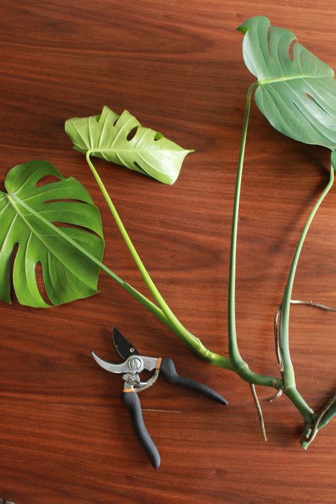 Water Propagation Monstera, How To Trim Monstera Plant, Monstera Propagation Water, Easy Plants To Propagate, Propagating Monstera In Water, How To Propagate Monstera, Monstera In Water, Hanging Monstera, Propagate Monstera