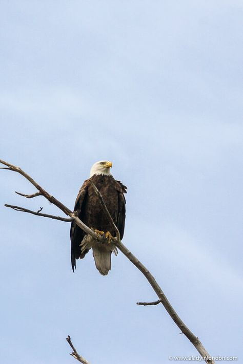 Bald Eagle in Red Wing, Minnesota Things To Do In Redwing Mn, Red Wing Mn Minnesota, Red Wing Minnesota, Red Wing Mn, Mississippi River Cruise, Eagle River Alaska, Adventures Of Huckleberry Finn, Minnesota Nice, Minnesota Travel