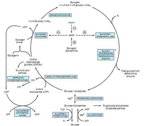 Glycogenolysis Pathway, Biochemistry, Map