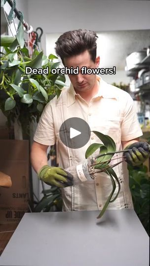 654K views · 11K reactions | 1_Dead orchid flowers don’t mean a dead orchid! #planttips #orchid #planttiktok | Tanner With Planter | Tanner With Planter · Original audio Orchid Planter Ideas, Holiday Cactus, Orchid Planters, Tower Garden, Plant Strong, Planter Ideas, Orchid Flowers, Orchid Care, Plant Powered