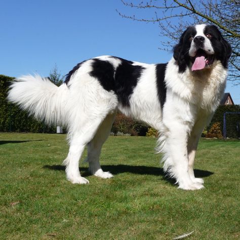 Worlds Largest Dog, Landseer Dog, Dog Oc, Anime Puppy, Puppies Pictures, Newfoundland Puppies, Newfoundland Dogs, Every Dog Breed, Dogs Stuff