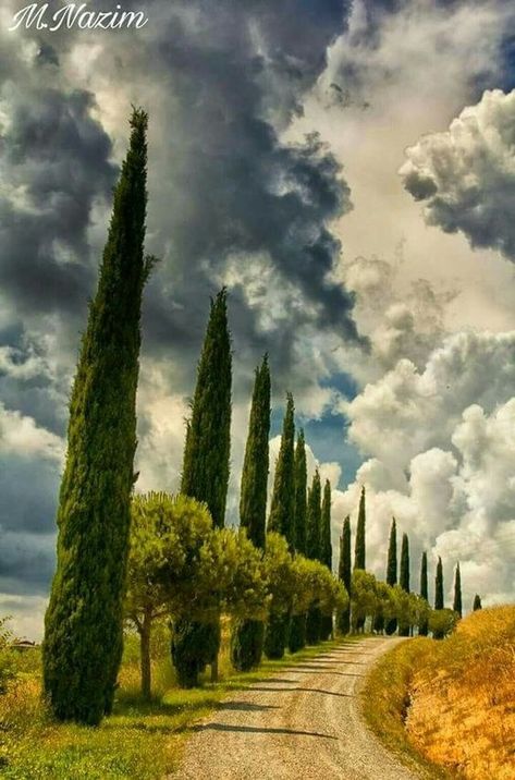 The Lights of Tuscany Tuscany Landscape, Val D Orcia, Toscana Italia, Italy Landscape, Under The Tuscan Sun, Italy Photography, Tall Trees, Dirt Road, Italy Vacation