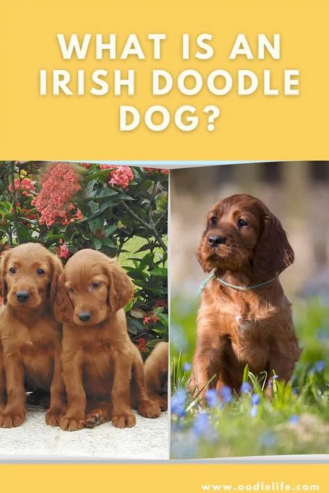 What Is An Irish Doodle? Irish Doodle 101 - OodleLife® Doodle 101, Irish Doodle, Designer Dogs, Doodle Puppy, Mini Goldendoodle, First Things First, Bird Hunting, Doodle Dog, Miniature Poodle