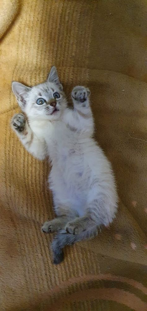 Tabby Siamese Cat, White Siamese Cats, Siamese Tabby Mix Cats, Lynx Point Siamese Kitten, Miette Cat, Tabby Point Siamese, Lynx Point Siamese, Grey And White Kitten, Grey Tabby Kittens