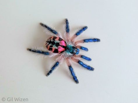 Gil Wizen on Instagram: “Brazilian jewel tarantula (Typhochlaena seladonia) that I keep as a pet. Such beautiful colors on this species! This spider almost never…” Jewel Tarantula, Tarantula Drawing, Go Easy On Me, Pet Tarantula, Spider Species, Jewel Tattoo, Phone Photo, Cool Bugs, Spider Girl