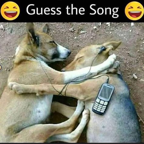 Guess The Song, Cartoon Love Photo, Funny Dog Photos, Latest Funny Jokes, Funny Jokes For Adults, Facebook Ads, Funny Comedy, My Photo Gallery, Quick Jokes