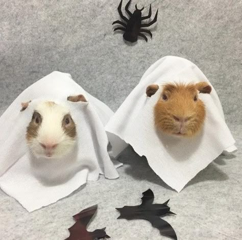 Pig Facts, Guniea Pig Aesthetic Cage, Guinea Pig Costumes, Cute Guenia Pigs, Guinea Pigs Funny, Pig Halloween, Silly Guinea Pigs, Guineapig Cute, Pig Costumes