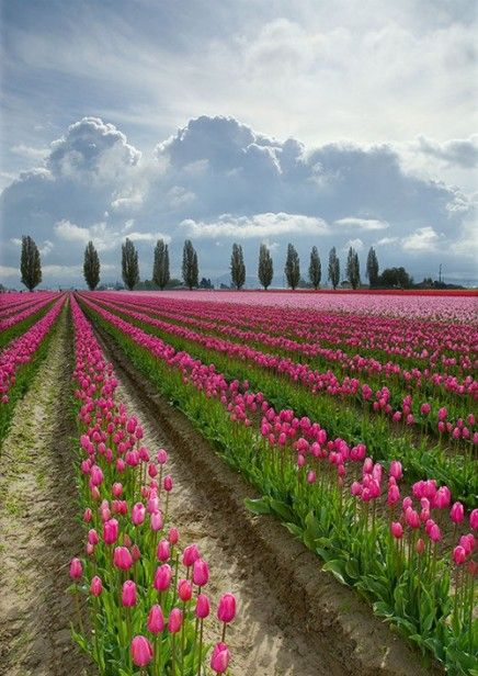 Rules are for Amateurs, Exceptions are for Professionals: Yay or Nay? Skagit Valley, Tulip Fields, Pink Tulips, Alam Yang Indah, Flower Field, Nature Beauty, Beautiful World, Beautiful Landscapes, Beautiful Gardens