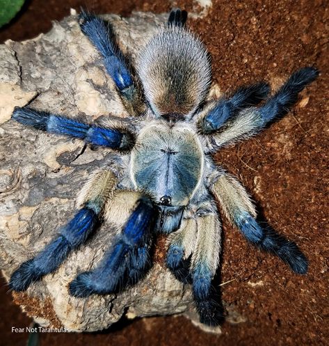 Monocentropus balfouri (Socotra Island Blue Baboon) Socotra Island Blue Baboon, Monocentropus Balfouri, Pet Tarantula, Socotra Island, Sea Spider, Spider Species, Pet Spider, Socotra, Island Blue