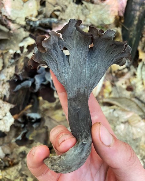 How to Forage Black Trumpet Mushrooms | Wild + Whole Black Trumpet Mushrooms Recipes, Trumpet Mushroom Recipe, Royal Trumpet Mushroom Recipe, Black Trumpet Mushrooms, Staub Dutch Oven, Mushrooms Wild, Trumpet Mushrooms, Morel Mushroom Hunting, Wild Foraging