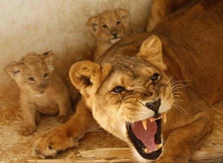 MOTHER LIONESS HEAR ME ROAR!!  IS YOUR CHILD MORE DESERVING THEN THE NEXT CHILD? IS EVERY CHILD SPECIAL Protective Lioness, Lioness With Cubs, Lioness And Cub Tattoo, Lioness And Cubs, Cubs Tattoo, Lioness Tattoo, Lion Photography, Lion And Lioness, Animals Friends