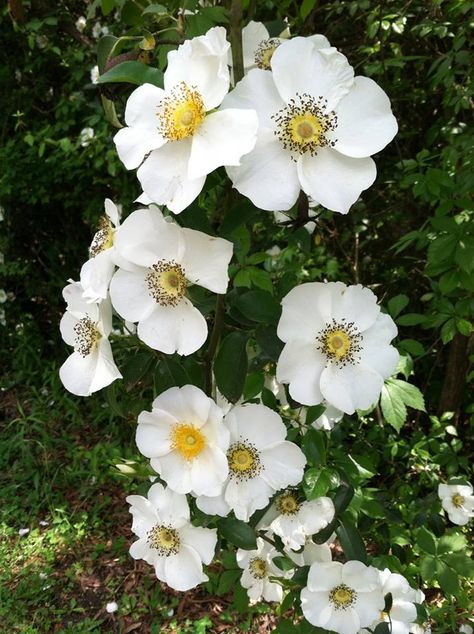 Cherokee Rose, _Rosa laevigata Rosa Laevigata Tattoo, Georgia State Flower, Rose Climbing, Carol Peletier, Rose Fertilizer, Cherokee Rose, Georgia State, Bouquet Arrangements, Real Tattoo