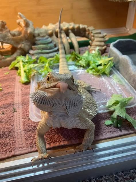 Silly Bearded Dragon, Dragon Lizard Pets, Bearded Dragon Aesthetic, Cute Bearded Dragon, Dragon Facts, Bearded Dragon Terrarium, Bearded Dragon Enclosure, Bearded Dragon Cute, Bearded Dragon Care