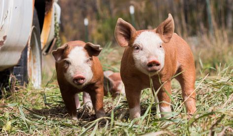 Large White Pig, Hereford Pigs, Hampshire Pig, Berkshire Pigs, Marbled Meat, Pig Breeds, White Pig, Homestead Ideas, Selective Breeding