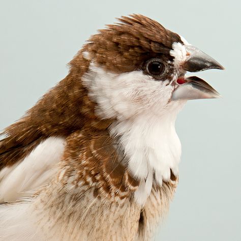 Society Finch male singing courtship song Society Finch, Bird Reference, Finches Bird, Fly High, Hell Yeah, Bird Feathers, Birdy, Love Birds, Sea Creatures