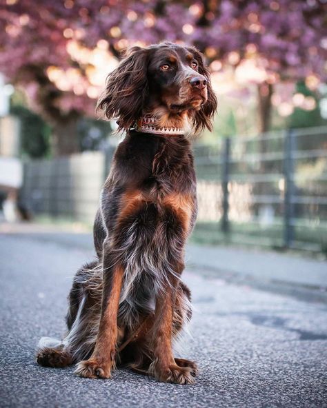 Amber vom Hernsteiner Forst 3 Years Old Breed ➡️ PICARDY SPANIEL  From @Sheltieandpicard, 🇩🇪 Picardy Spaniel, Dog Types, Fit Dogs, Beautiful Dog Breeds, Beautiful Dog, English Springer, English Springer Spaniel, Different Dogs, Types Of Dogs