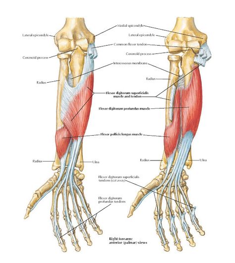 Individual Muscles of Forearm: Flexors of Digits  Anatomy   Medial epicondyle, Lateral epicondyle, Common flexor tendon, Coronoid process... Lower Back Muscles Anatomy, Medial Epicondyle, Muscles Of Forearm, Elbow Anatomy, Human Anatomy Picture, Upper Limb Anatomy, Elbow Exercises, Hand Anatomy, Robot Hand