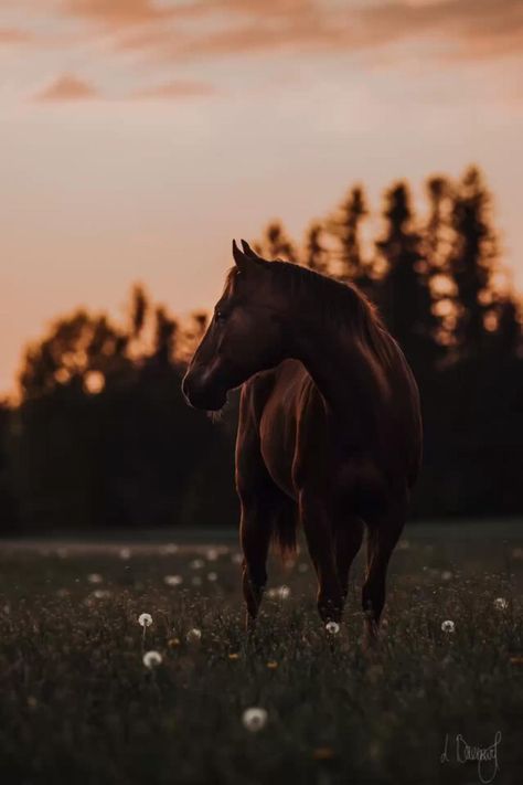 Equitation Aesthetic, Horse Wallpapers, Horse Riding Aesthetic, Horse Photoshoot, Beautiful Horses Photography, Cute Horse Pictures, Western Photography, Equestrian Aesthetic, Mustang Horse