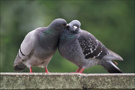 Pigeon Love. Feral Pigeon, Baby Pigeon, Cute Pigeon, Pigeon Breeds, Dove Pigeon, Dove Pictures, Pigeon Bird, Let's Make Art, Dove Bird