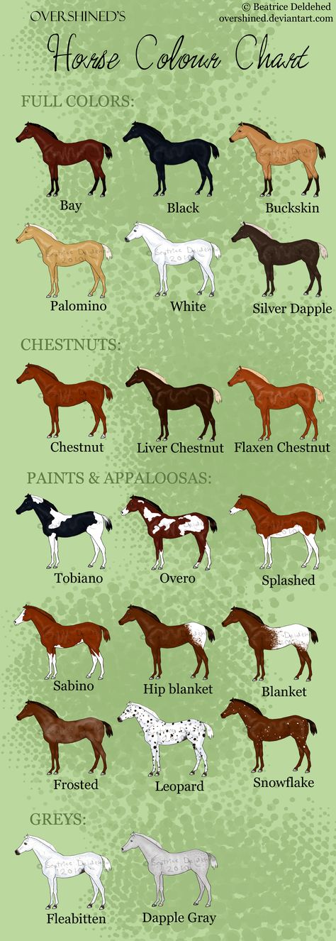 Horse Color Chart, Horse Markings, Horse Facts, Horse Anatomy, Horse Camp, Grey Horse, Colour Chart, Horse Equestrian, Cute Horses