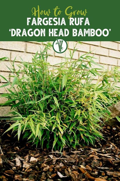 Non Invasive Bamboo, Tropical Yard, Fargesia Rufa, Bamboo Ideas, Bamboo Screen, Bamboo Species, Clumping Bamboo, Bamboo Diy, Bamboo In Pots