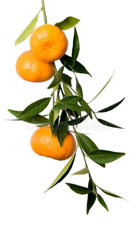 Mandarin branch. Branch of tangerines isolated on white , #spon, #Branch, #branch, #Mandarin, #white, #isolated #ad Orange Tree Branch, Orange Branch, Tangerine Tree, Branch Drawing, Iphone Wallpaper Violet, Citrus Plant, Plant Study, Branch Art, Fruit Painting