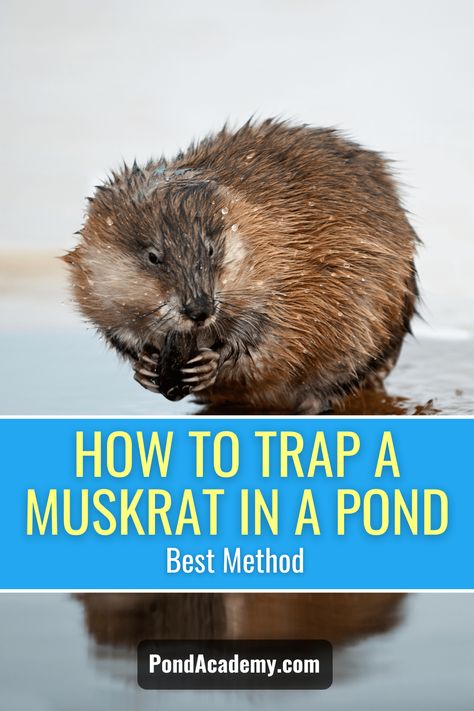 Trapping Fur, Skunk Trap, Beaver Trapping, Whatcha Doin, Pond Netting, Animal Traps, Smoked Food, Survival Skills Life Hacks, Pond Liner