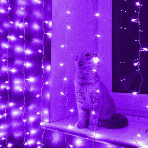 Purple Cat Aesthetic, Dark Purple Room, Purple Widget, Black And Purple Wallpaper, Dark Purple Wallpaper, Violet Aesthetic, Purple Animals, Pretty Wallpapers Tumblr, Purple Vibe