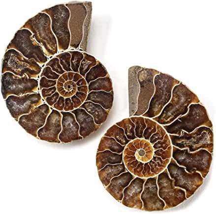 Amazon.com: Fossils Real Conch Snail, Ammonite Shell, Stone Ornaments, Glass Fusion, Orange Glitter, Crystal Candle Holder, Accessories Diy Jewelry, Quartz Cluster, Creative Hobbies