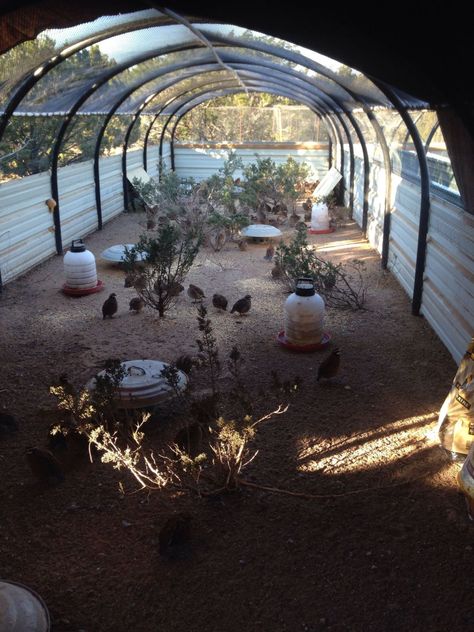 Pheasant Aviary, Quail Pen, Quail House, Chicken Pens, Reban Ayam, Quail Coop, Best Pen, Raising Quail, How To Raise Chickens